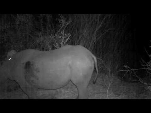 На відео потрапила незвична істота, яка осідлала рідкісного носорога (ВІДЕО)