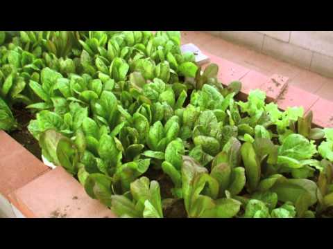 how to harvest lettuce from a garden