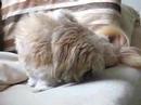 Dog Cleans House Dog Cleans House