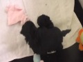 Delilah -x- King, 5 weeks old