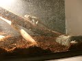 Crevice Spiny Lizard Eating