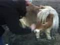 Feeding the ponies Feeding the ponies