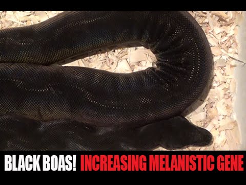 YouTube reptile video
