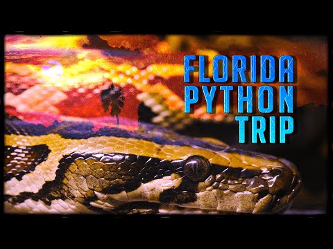 YouTube reptile video