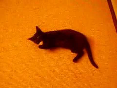 Caruso cat