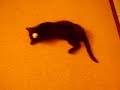 Caruso cat Caruso cat
