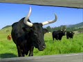 Happy Cows - Ball