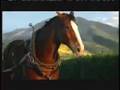 Budweiser Rocky Horse SuperBowl Commercial
