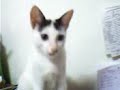 My Little Pusy Cat