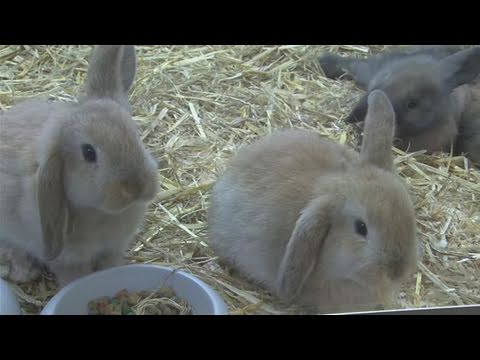 how to take care if a bunny