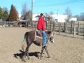 FOR SALE Latifah - Started Rope Horse FOR SALE Latifah - Started Rope Horse