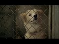 Echo-Gets-Adopted-Pe