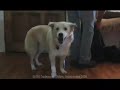 Echo-Gets-Adopted-Pe