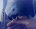 super cooper african grey fae glesga