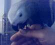super cooper african grey fae glesga