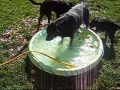 videos de 2009 06 Dog Pool