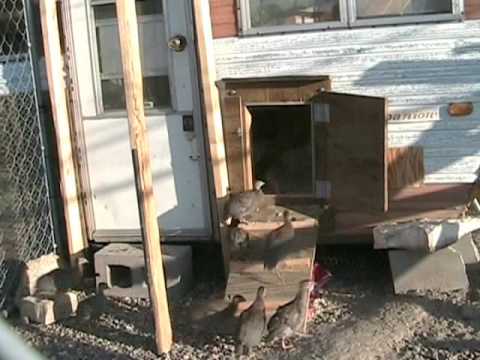 how to care for guinea keets