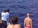Dolfijnen in Rode Zee Sharm el Sheikh Dolfijnen in Rode Zee Sharm el Sheikh