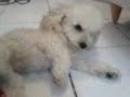 leke-loka.html