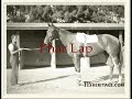 Phar Lap and Seabiscuit