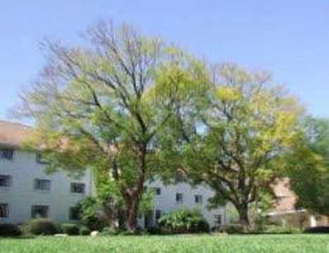 Eendrag Jacaranda Trees
