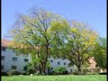 Eendrag Jacaranda Trees