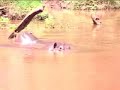 Hippos and crocodiles share a lake in Kenya
