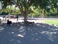 videos de Hellyer Park Dog Area