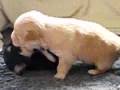 Bichón Habanero video