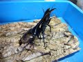 ???????????? VS ????? Hercules VS Prosopocoilus giraffa? ???????????? VS ????? Hercules VS Prosopocoilus giraffa?