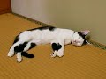 FUCHAGI\ FUCHAGI\