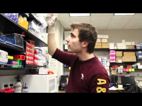 how to apply to wku honors college