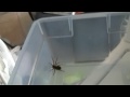 Giant Mother Garage Spider Prequel