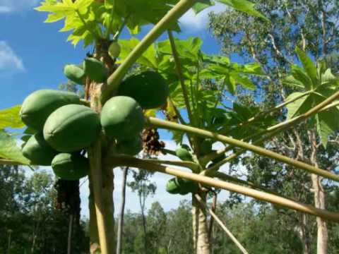 Image de prévisualisation YouTube