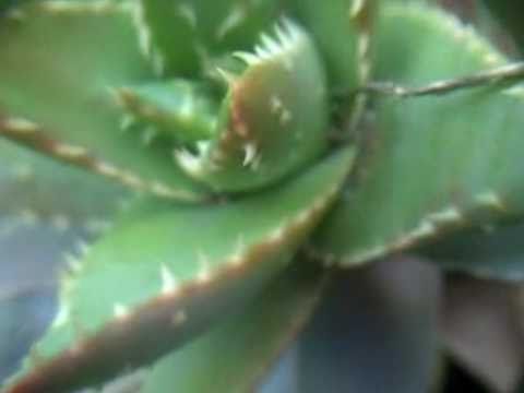 how to harvest agave pups