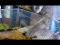 Альфа-самец мадагаскарского шипящего таракана