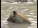 Hyenas 6 - Carrying Bones to Water & Den
