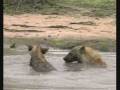Hyenas 6 - Carrying Bones to Water & Den