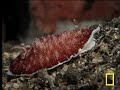 What's your poison? The nudibranch sea slug devours the man o' war's stinging cells, then uses them for its own defense! See all National Geographic videos: video.nationalgeographic.com