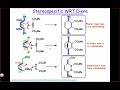 The origin of stereospecificity and stereoselectivity in the Diels-Alder reaction.