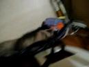Furico e Fil�  - brincar e Z..Z..Z...