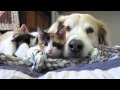 Dog Relaxing With Kittens - animals, cats, cute, dog, kittens, pets