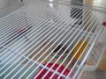 Tarzan de hamster
