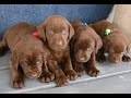 Chocolate Labs Puppies