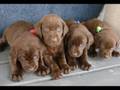Chocolate Labs Puppies