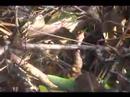 Anhinga eats a fish Anhinga eats a fish