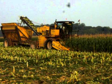how to harvest sweet corn