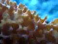 Acanthella cavernosa