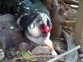duck love duck love