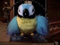 Cussing Cursing Parrot Cussing Cursing Parrot